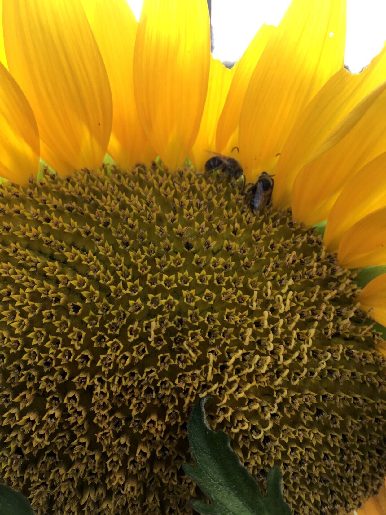 sunflower 2